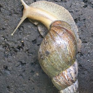 African giant snail