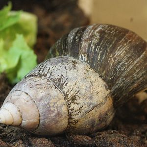 African giant snail