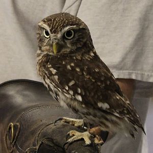 Little owl