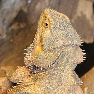 Bearded dragon