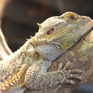 Bearded dragon