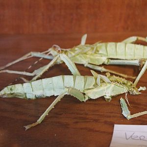 Stick insect skins