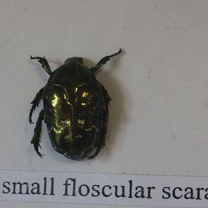 Beetle specimen