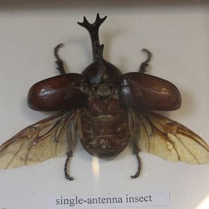 Beetle specimen