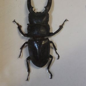 Beetle specimen