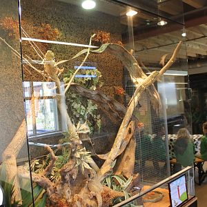 Bearded dragon enclosure
