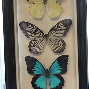 Butterfly specimens