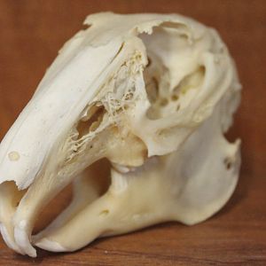 Rabbit skull