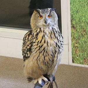 European eagle-owl