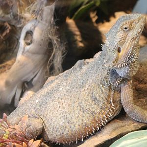 Bearded dragon