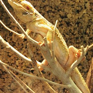 Bearded dragon