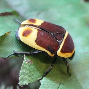 Flower beetle