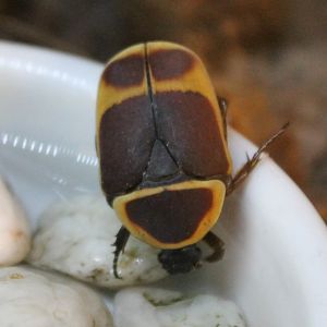 Drinking Flower beetle