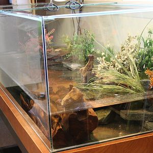 Enclosure Chinese fire-bellied toad