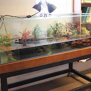 Enclosure Chinese fire-bellied toad