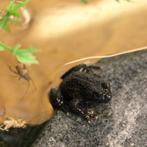 Chinese fire-bellied toad