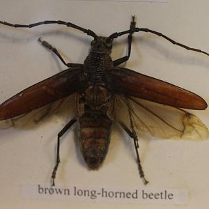 Beetle specimen