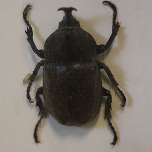 Beetle specimen