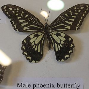 Butterfly specimen