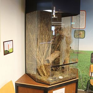 Enclosure Harvest mouse