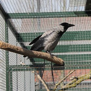 Hooded crow