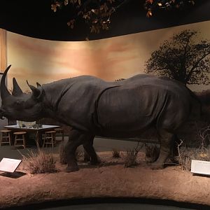 African Hall Black Rhinoceros