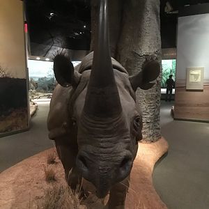 African Hall Black Rhinoceros Closeup