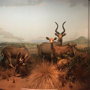 African Hall Mountain Nyalas