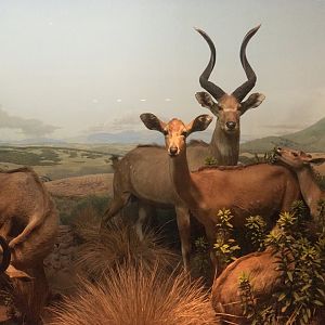 African Hall Mountain Nyalas Closeup