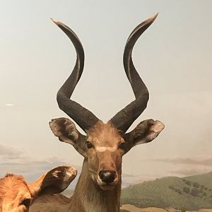 African Hall Mountain Nyala Bull