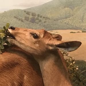 African Hall Mountain Nyala Browsing