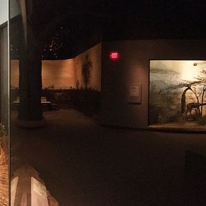 African Hall Mountain Nyalas Side View