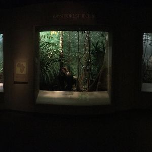 African Hall Rainforest Dioramas