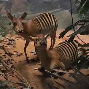 African Hall Zebra Duikers