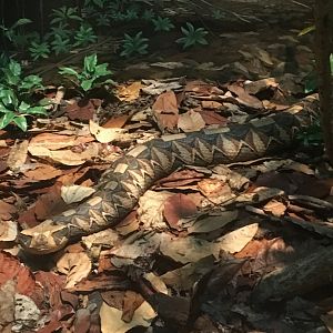 African Hall Gaboon Viper