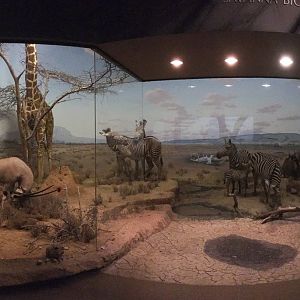 African Hall Watering Hole