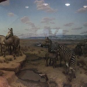 African Hall Watering Hole Closeup