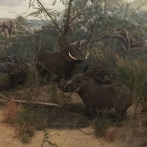 African Hall Warthogs
