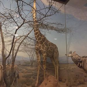 African Hall Reticulated Giraffe