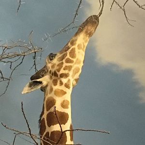 African Hall Reticulated Giraffe Closeup