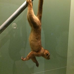 Kinkajou