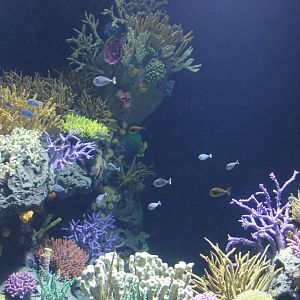 First fishes in new decorated Underwater-tunnel