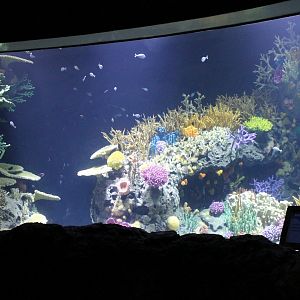 Almost finished newly decorated Aquarium