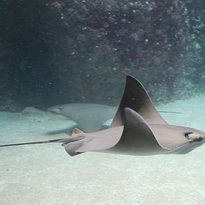Cow-nosed ray