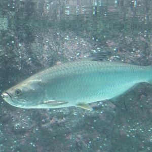 Tarpon