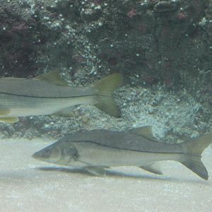 Common snook - Centropomus undecimalis