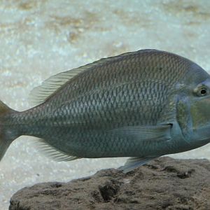 Lethrinus species
