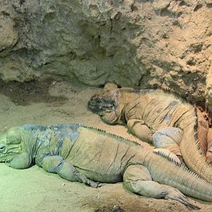 Rhinoceros iguanas