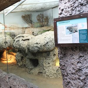 Enclosure Rhinoceros iguana