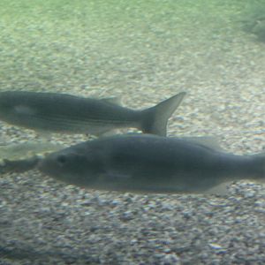 Thick-lipped grey mullets Chelon labrosus